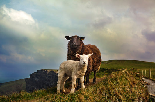 Lamb Carcass - Chilled (Ireland)