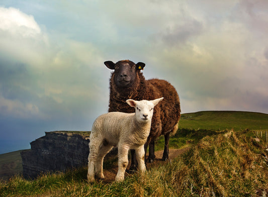 Lamb Carcass - Chilled (Ireland)
