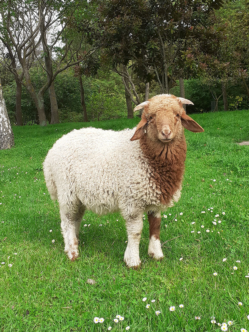 Lamb Carcass - Chilled (Syrian - Lebanon)