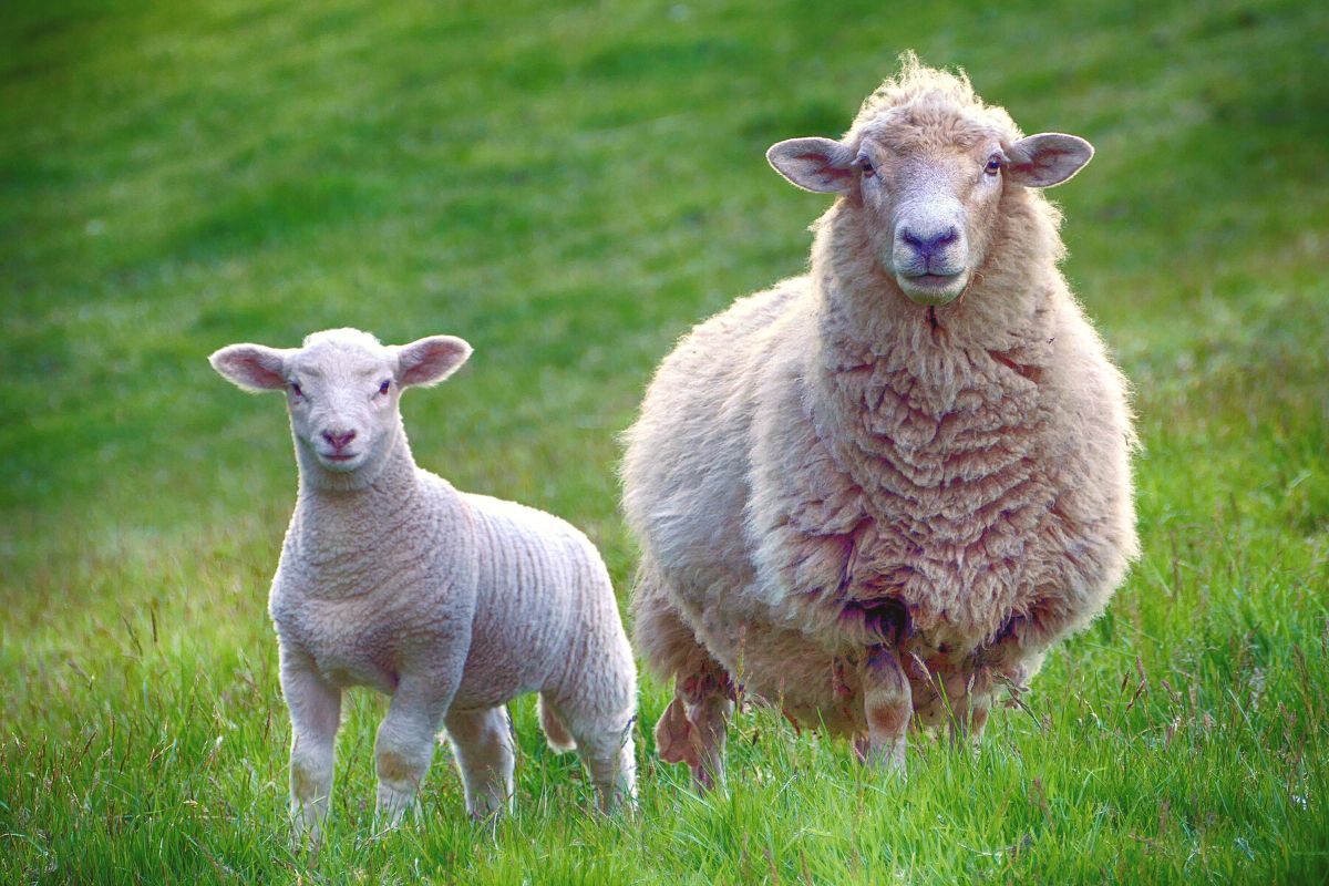 Australian Lamb - Fresh Carcass (Local)