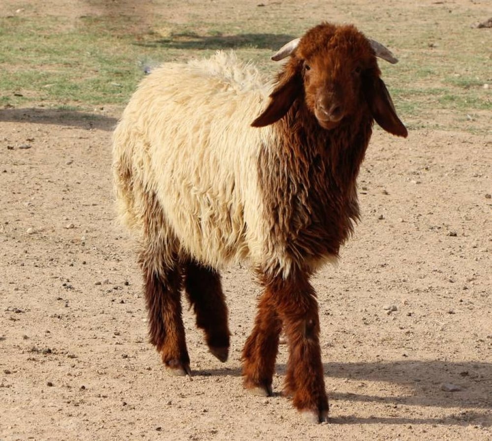 Lamb Carcass - Chilled (Syrian - Lebanon, Harfi - Tili)